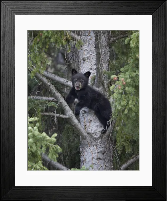 Framed Print : Black bear (Ursus americanus) cub of the year in a tree, Yellowstone National Park Framed Print : Black bear (Ursus americanus) cub of the year in a tree, Yellowstone National Park