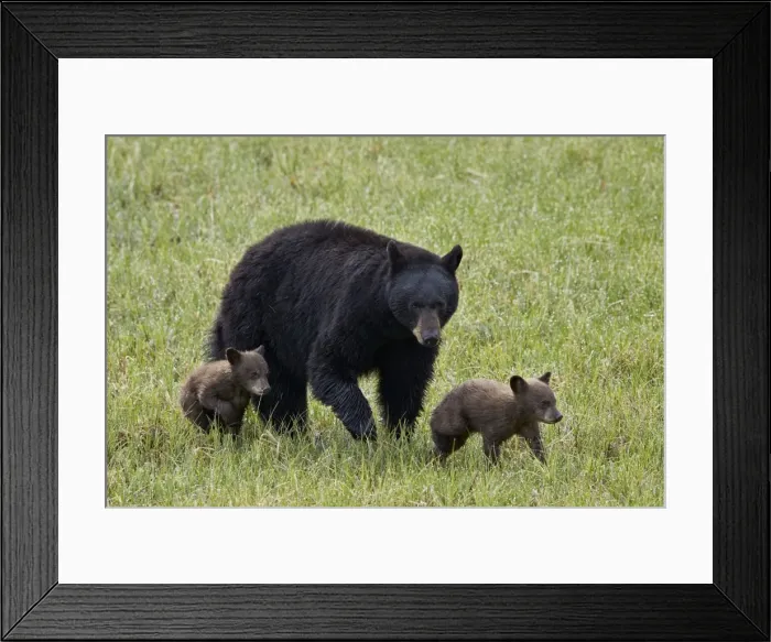 Framed Print : Black bear (Ursus americanus) sow and two chocolate cubs of the year or spring cubs Framed Print : Black bear (Ursus americanus) sow and two chocolate cubs of the year or spring cubs