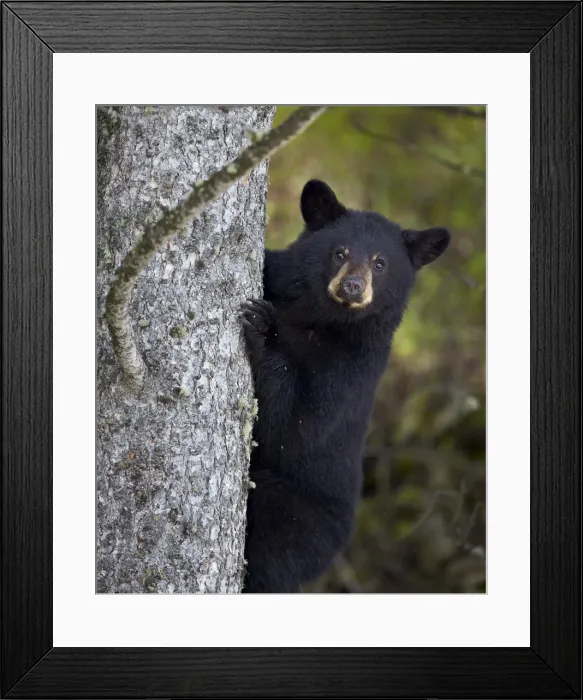 Framed Print : Black bear (Ursus americanus) yearling cub climbing a tree, Yellowstone National Park Framed Print : Black bear (Ursus americanus) yearling cub climbing a tree, Yellowstone National Park