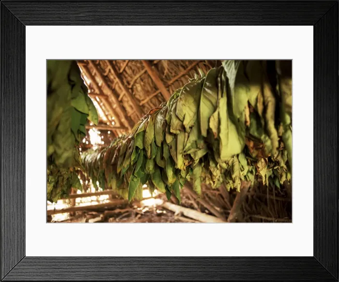 Framed Print : Tobacco leaves on racks in drying shed, Vinales, Cuba, West Indies, Central America Framed Print : Tobacco leaves on racks in drying shed, Vinales, Cuba, West Indies, Central America