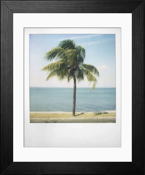 Framed Print : Polaroid of single palm tree with Caribbean Sea in background, Cienfuegos Framed Print : Polaroid of single palm tree with Caribbean Sea in background, Cienfuegos
