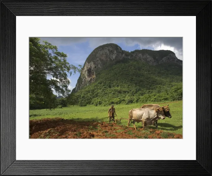 Framed Print : Peasant farmer ploughing field with his two oxen, Vinales, Pinar del Rio province Framed Print : Peasant farmer ploughing field with his two oxen, Vinales, Pinar del Rio province