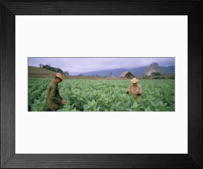 Framed Print : Tobacco harvest, Vinales Valley, Pinar Del Rio province, Cuba, West Indies Framed Print : Tobacco harvest, Vinales Valley, Pinar Del Rio province, Cuba, West Indies