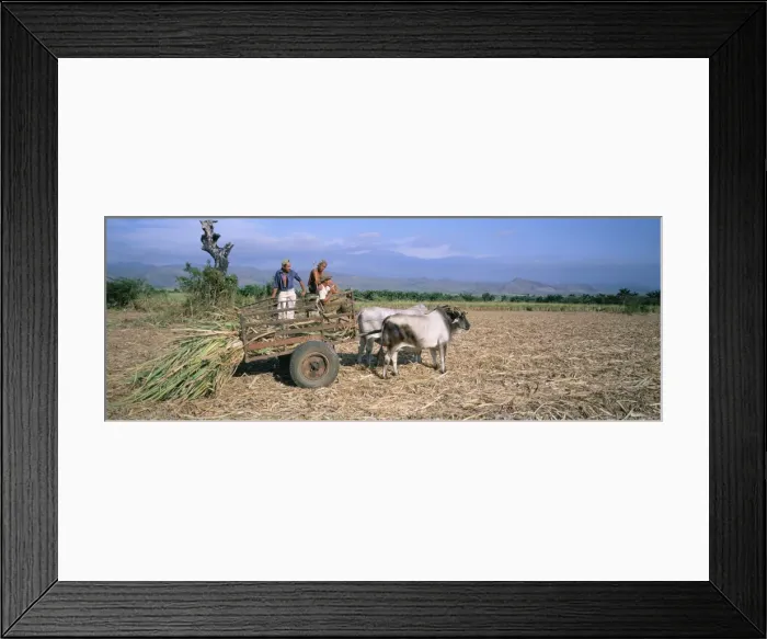Framed Print : Sugar cane harvest, San Luis valley, Sancti Spiritus province, Cuba, West Indies Framed Print : Sugar cane harvest, San Luis valley, Sancti Spiritus province, Cuba, West Indies