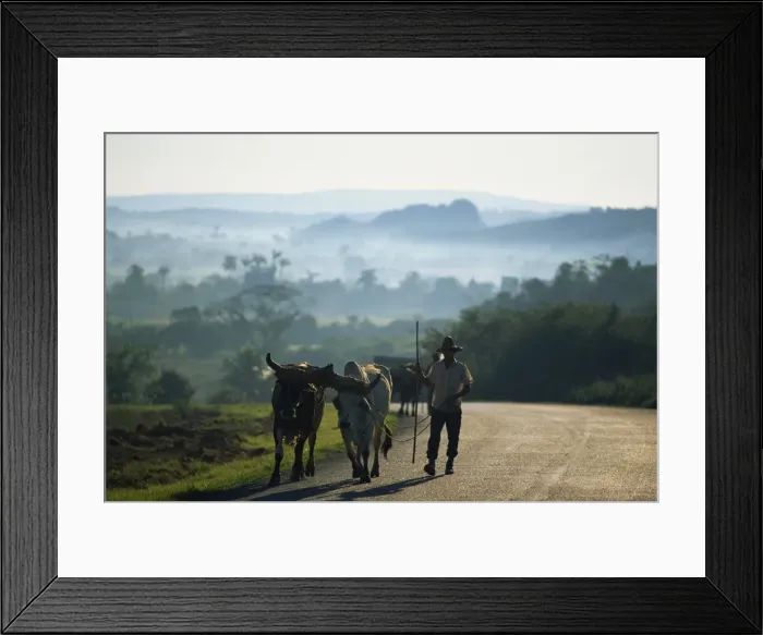 Framed Print : A farmer leading two bullocks along an empty country road, with misty rural landscape in the background, Cuba, West Indies Framed Print : A farmer leading two bullocks along an empty country road, with misty rural landscape in the background, Cuba, West Indies
