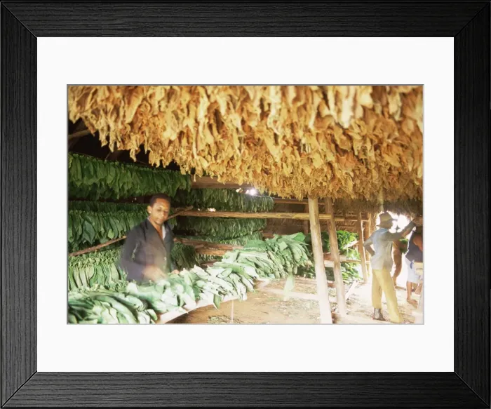 Framed Print : Roberto Carlos of Vinales sorts and hangs tobacco leaves on drying racks in a Casa de Tobaco Framed Print : Roberto Carlos of Vinales sorts and hangs tobacco leaves on drying racks in a Casa de Tobaco