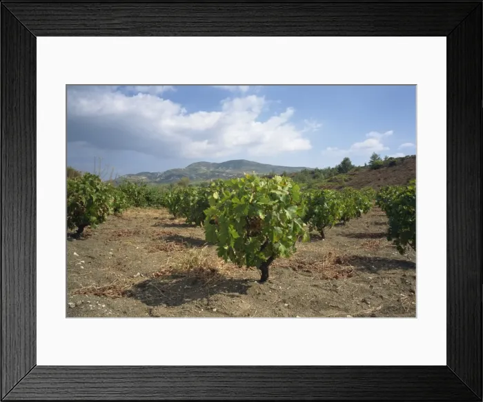 Framed Print : Vines in vineyards in the Troodos area in the centre of the island, Cyprus