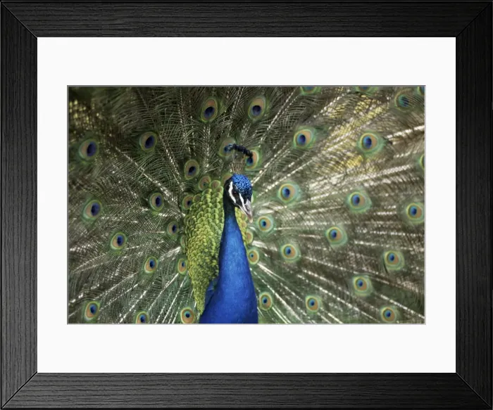 Framed Print : Peacock, Buchlovice, South Moravia, Czech Republic, Europe Framed Print : Peacock, Buchlovice, South Moravia, Czech Republic, Europe