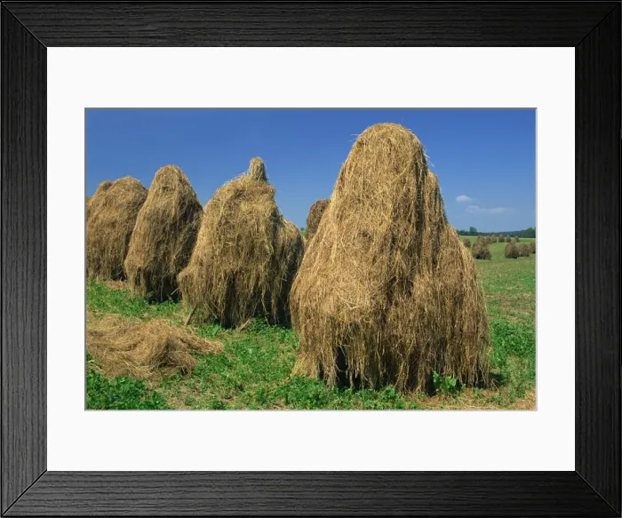 Framed Print : A group of haystacks on farmland near Nachod in East Bohemia, Czech Republic, Europe Framed Print : A group of haystacks on farmland near Nachod in East Bohemia, Czech Republic, Europe