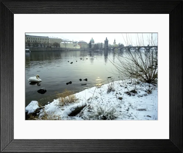 Framed Print : Swans and ducks on the Vltava River on a winter morning, the Krizovnicke Monastery Framed Print : Swans and ducks on the Vltava River on a winter morning, the Krizovnicke Monastery