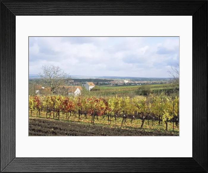 Framed Print : Vines at vineyard in autumn, Sidleny Wine Cellars in Milotice, Moravian Slovacko folk region Framed Print : Vines at vineyard in autumn, Sidleny Wine Cellars in Milotice, Moravian Slovacko folk region