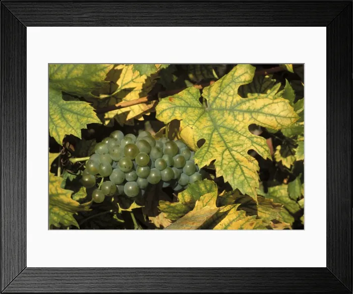 Framed Print : Close-up of grapes on vine near village of Sidleny u Milotic, Mutenice wine region Framed Print : Close-up of grapes on vine near village of Sidleny u Milotic, Mutenice wine region