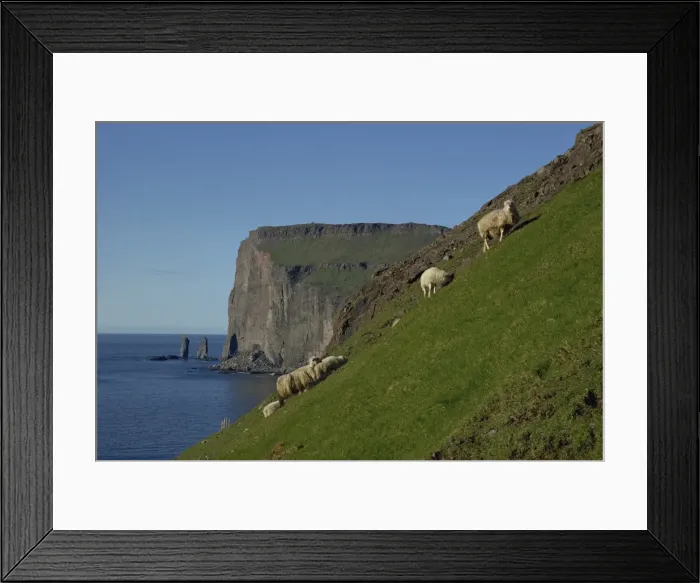 Framed Print : Sheep grazing on a steep slope above cliffs of rugged coastline, Faroe Islands Framed Print : Sheep grazing on a steep slope above cliffs of rugged coastline, Faroe Islands