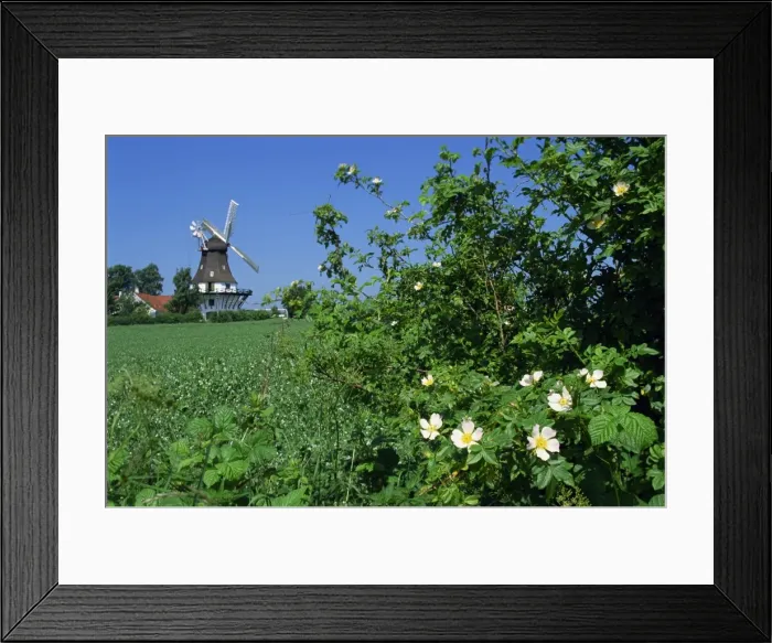 Framed Print : Summer flowers in hedge with the Egeskov Windmill behind, Funen, Denmark Framed Print : Summer flowers in hedge with the Egeskov Windmill behind, Funen, Denmark