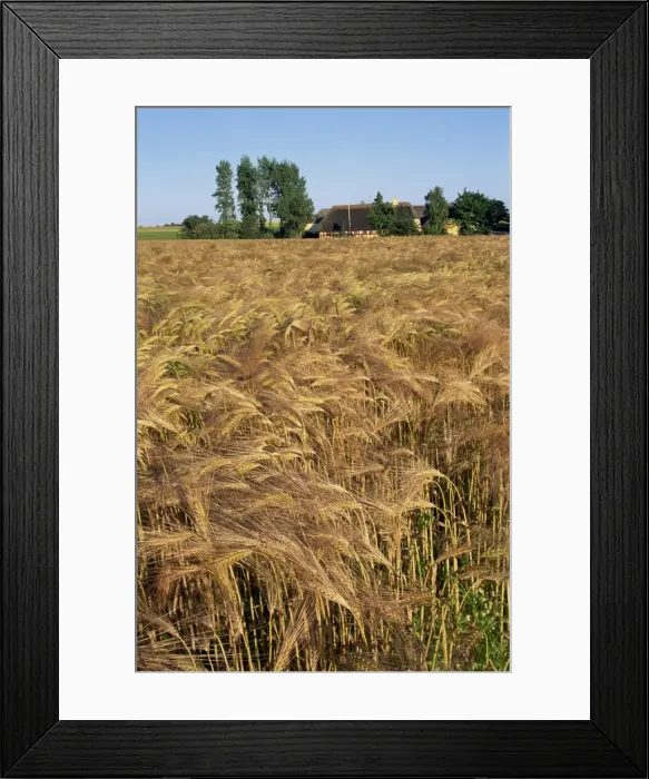 Framed Print : Crop of ripe cereals and thatched buildings behind, Hule Farm Village Museum Framed Print : Crop of ripe cereals and thatched buildings behind, Hule Farm Village Museum