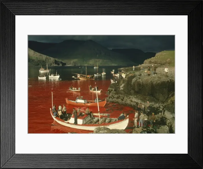 Framed Print : Whaling in earlier times, Faroe Islands, Denmark, Europe Framed Print : Whaling in earlier times, Faroe Islands, Denmark, Europe