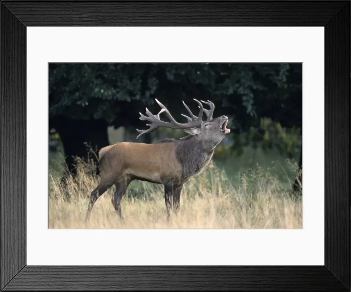 Framed Print : Red Deer, (Cervus elaphus), Kopenhagen, Denmark Framed Print : Red Deer, (Cervus elaphus), Kopenhagen, Denmark