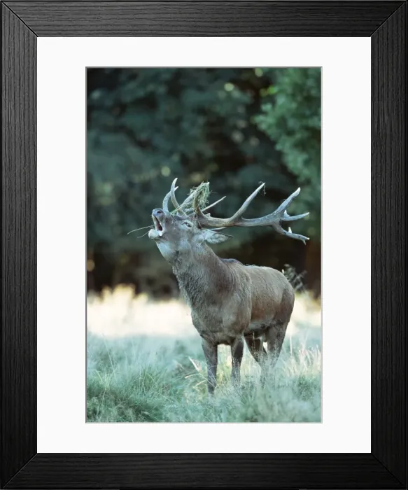 Framed Print : Red deer (Cervus elaphus), Copenhagen, Denmark, Scandinavia, Europe Framed Print : Red deer (Cervus elaphus), Copenhagen, Denmark, Scandinavia, Europe