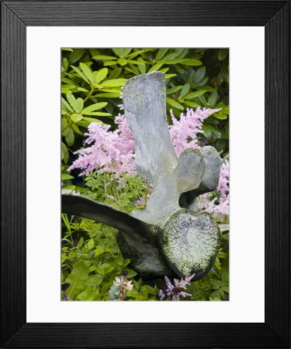 Framed Print : Whale bone in garden, City of Torshavn, Faroe Islands (Faeroes), Kingdom of Denmark Framed Print : Whale bone in garden, City of Torshavn, Faroe Islands (Faeroes), Kingdom of Denmark