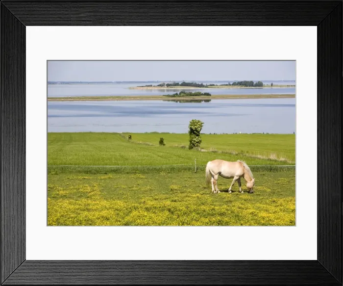 Framed Print : Horses, Aero Island, Funen, Denmark, Scandinavia, Europe Framed Print : Horses, Aero Island, Funen, Denmark, Scandinavia, Europe