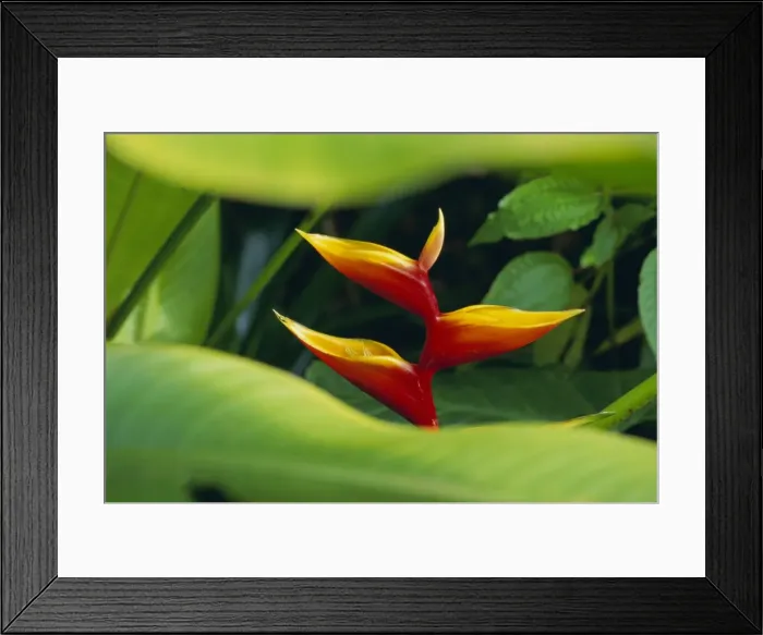 Framed Print : Heliconia flower (bird of paradise), tropical rainforest, Dominica, Caribbean Framed Print : Heliconia flower (bird of paradise), tropical rainforest, Dominica, Caribbean