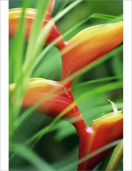 Close-up of exotic plant, Dominica, Caribbean, West Indies, Central America