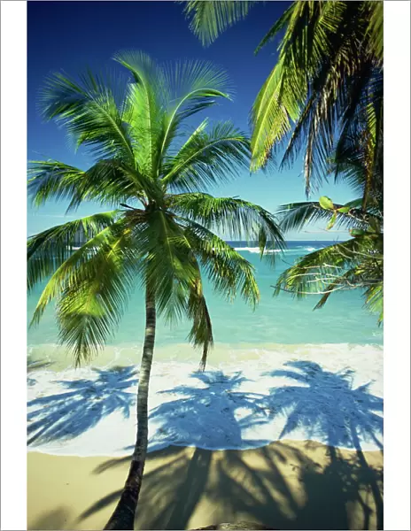 Palm trees on tropical beach, Dominican Republic, West Indies, Caribbean, Central America