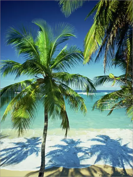 Palm trees on tropical beach, Dominican Republic, West Indies, Caribbean, Central America