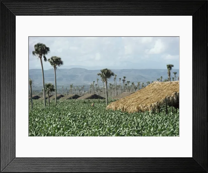 Framed Print : Field of tobacco, Santiago, Dominican Republic, West Indies, Caribbean, Central America Framed Print : Field of tobacco, Santiago, Dominican Republic, West Indies, Caribbean, Central America