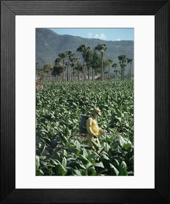 Framed Print : Crop spraying in field of tobacco, Santiago, Dominican Republic, West Indies Framed Print : Crop spraying in field of tobacco, Santiago, Dominican Republic, West Indies
