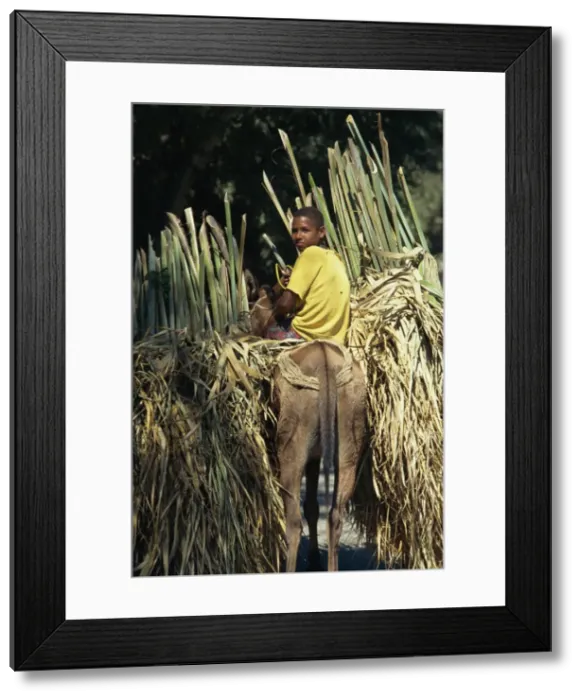 Framed Print : Boy on mule carrying palm branches, Dominican Republic, West Indies, Caribbean Framed Print : Boy on mule carrying palm branches, Dominican Republic, West Indies, Caribbean