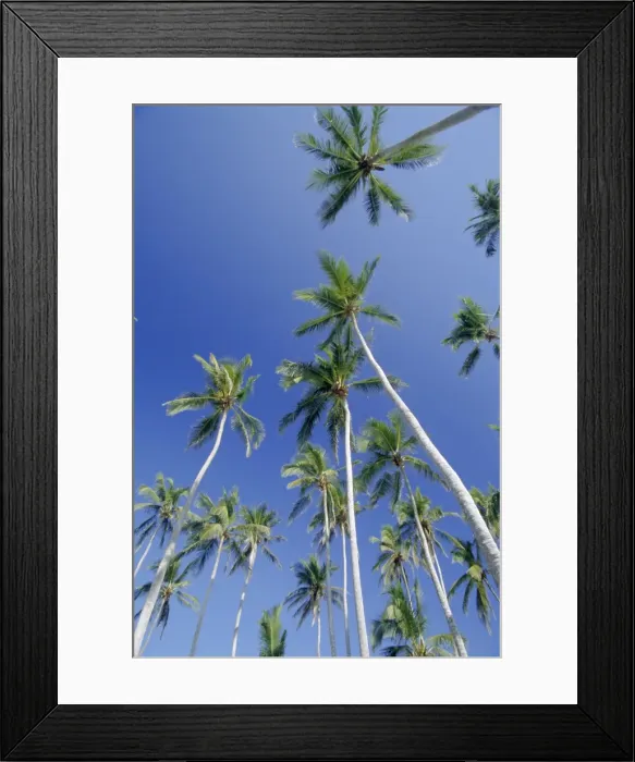 Framed Print : Palm Trees, Dominican Republic, Caribbean, West Indies Framed Print : Palm Trees, Dominican Republic, Caribbean, West Indies