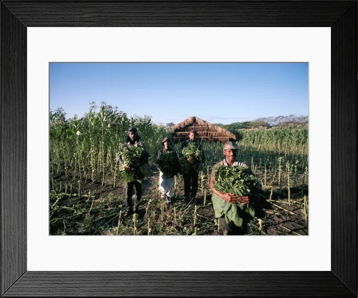 Framed Print : Harvesting tobacco, Santiago region, Dominican Republic, Hispaniola, West Indies Framed Print : Harvesting tobacco, Santiago region, Dominican Republic, Hispaniola, West Indies
