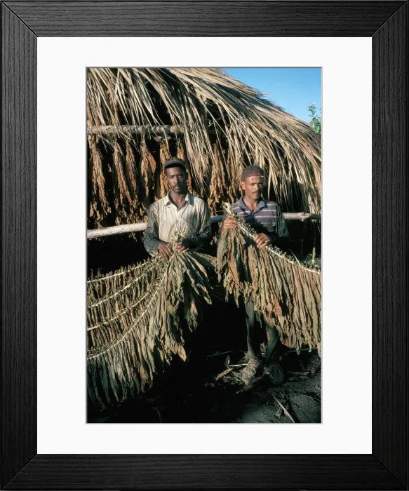 Framed Print : Preparing tobacco for drying, Santiago region, Dominican Republic, Hispaniola Framed Print : Preparing tobacco for drying, Santiago region, Dominican Republic, Hispaniola