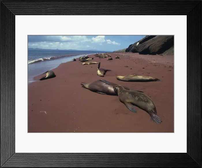 Framed Print : Sea lions, Rabida Island, Galapagos Islands, UNESCO World Heritage Site