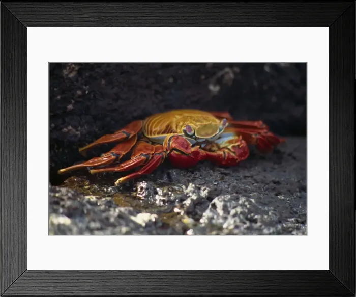 Framed Print : Close-up of Sally Lightfoot crab, Santa Cruz Island, Galapagos Islands