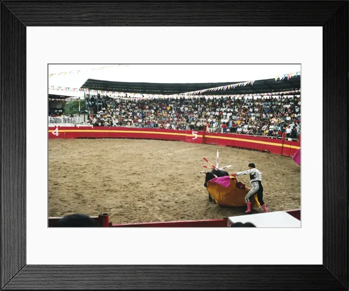 Framed Print : Bull fighting, Tena, Ecuador, South America