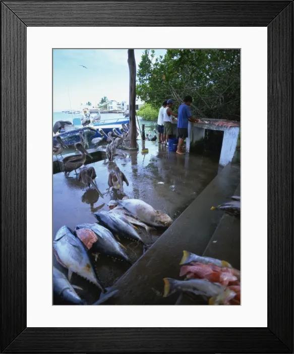 Framed Print : Fish market, St. Jamess Island, Galapagos Islands, Ecuador, South America Framed Print : Fish market, St. Jamess Island, Galapagos Islands, Ecuador, South America