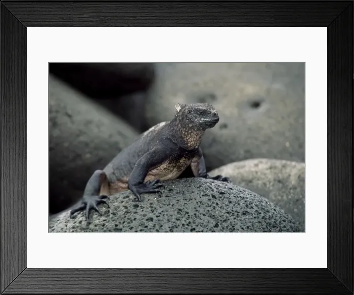 Framed Print : Close-up of a marine iguana, Galapagos Islands, Pacific Ocean, Ecuador, South America Framed Print : Close-up of a marine iguana, Galapagos Islands, Pacific Ocean, Ecuador, South America