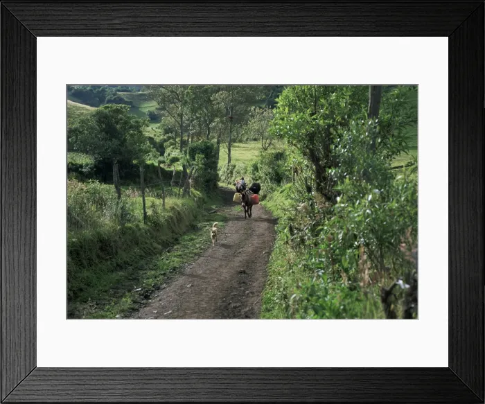 Framed Print : Dog leads the way for donkey and keeper, near Cotopaxi volcano, Ecuador, South America Framed Print : Dog leads the way for donkey and keeper, near Cotopaxi volcano, Ecuador, South America