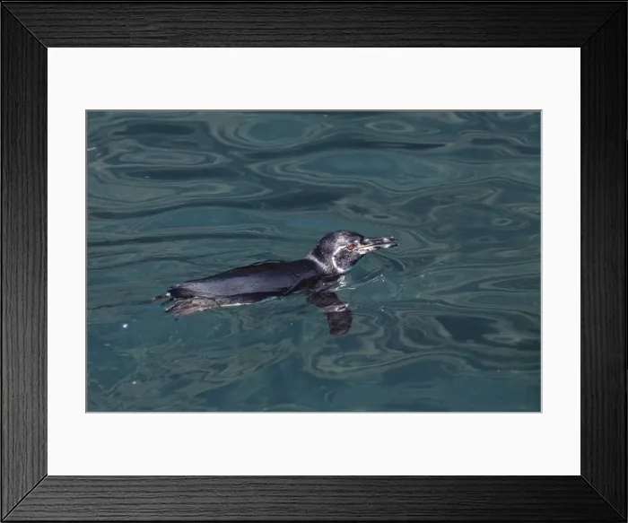 Framed Print : Galapagos penguin (Sphensicus mendiculus), Isabela Island, Galapagos Islands Framed Print : Galapagos penguin (Sphensicus mendiculus), Isabela Island, Galapagos Islands