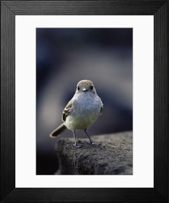Framed Print : Galapagos flycatcher (Myriarchus magnirestris), James Island, Galapagos Islands Framed Print : Galapagos flycatcher (Myriarchus magnirestris), James Island, Galapagos Islands