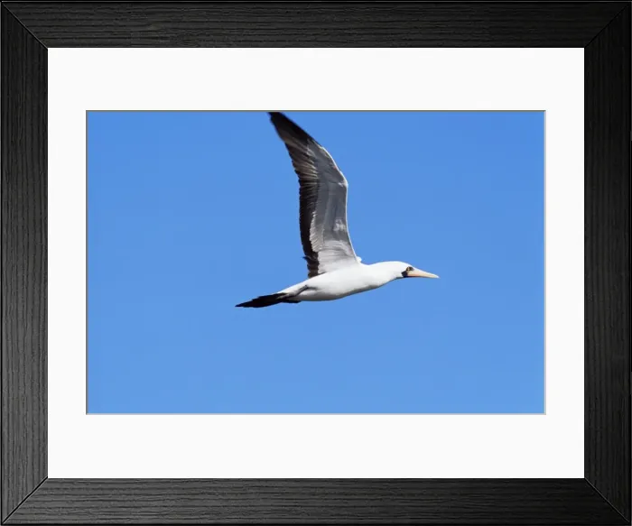 Framed Print : Masked booby (Sula dactylatra granti), Tower Island, Galapagos Islands Framed Print : Masked booby (Sula dactylatra granti), Tower Island, Galapagos Islands