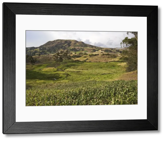 Framed Print : Looking across maize fields of the Canari people towards the Temple of the Sun at the most important Inca site in Ecuador, elevation 3230m, Ingapirca, Canar Province, Southern Highlands, Ecuador