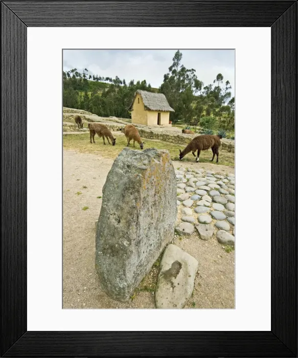 Framed Print : Llamas grazing near reconstructed dwelling at the most important Inca site in Ecuador Framed Print : Llamas grazing near reconstructed dwelling at the most important Inca site in Ecuador