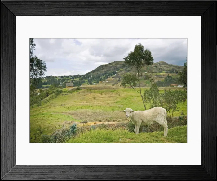 Framed Print : Sheep at the boundary of the most important Inca site in Ecuador, elevation 3230m Framed Print : Sheep at the boundary of the most important Inca site in Ecuador, elevation 3230m