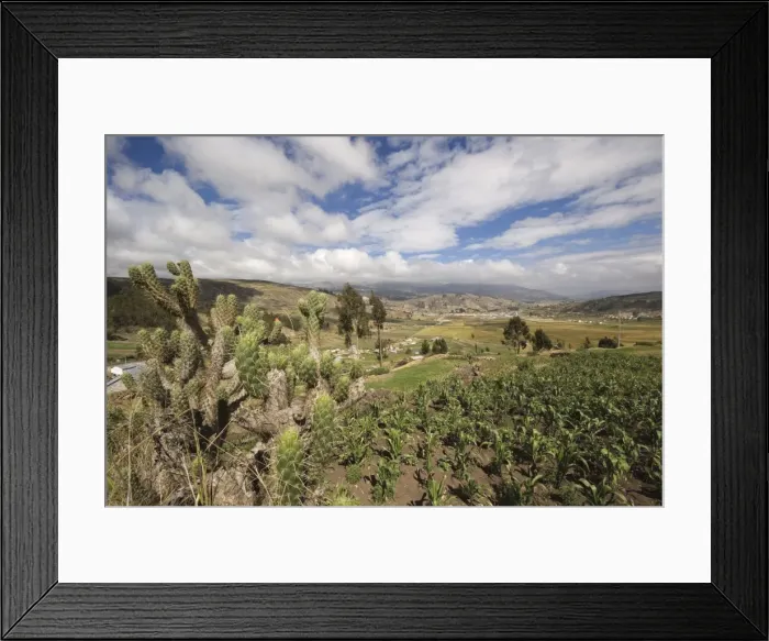 Framed Print : Prickly pear cactus and maize field and view north east towards Riobamba from the Colta Lake district, Riobamba, Chimborazo Province, Central Highlands, Ecuador Framed Print : Prickly pear cactus and maize field and view north east towards Riobamba from the Colta Lake district, Riobamba, Chimborazo Province, Central Highlands, Ecuador