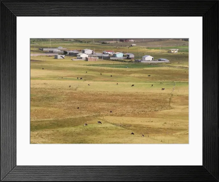 Framed Print : Cattle grazing on farmland in the Cajabamba district, Riobamba, Chimborazo Province Framed Print : Cattle grazing on farmland in the Cajabamba district, Riobamba, Chimborazo Province