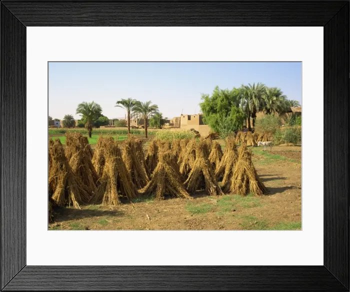 Framed Print : Sheaves of grain after harvest on farm at Luxor, Egypt, North Africa, Africa Framed Print : Sheaves of grain after harvest on farm at Luxor, Egypt, North Africa, Africa