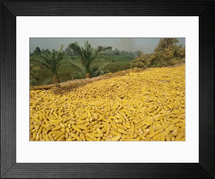 Framed Print : Corn on the cob drying on roof of a farm dwelling in Luxor, Egypt, North Africa, Africa Framed Print : Corn on the cob drying on roof of a farm dwelling in Luxor, Egypt, North Africa, Africa